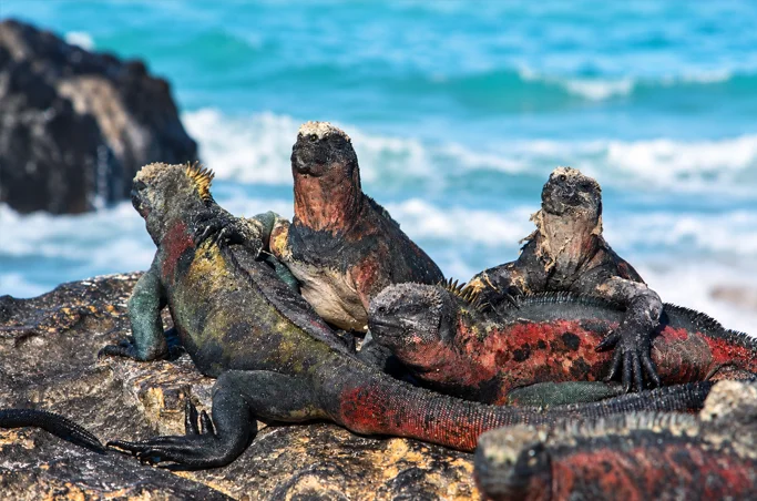 iguana royaltour san cristobal