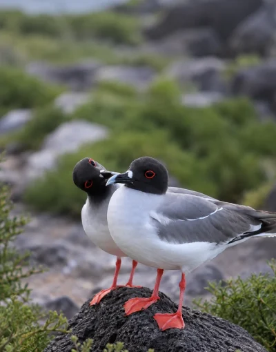 gallery galapagos 5