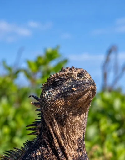 gallery galapagos 9